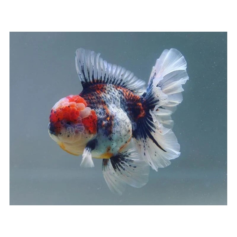 Carassius auratus lf oranda calico shorttail 5 - 6 cm