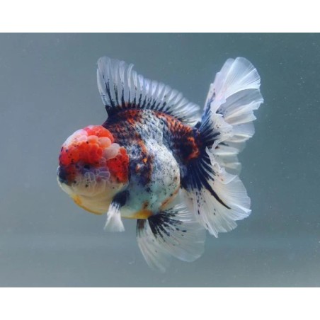 Carassius auratus lf oranda calico shorttail 5 - 6 cm