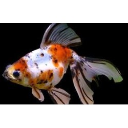 Carassius auratus lf oranda calico shorttail 5-6 cm
