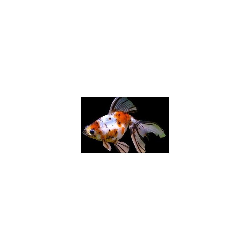 Carassius auratus lf oranda calico shorttail 5 - 6 cm