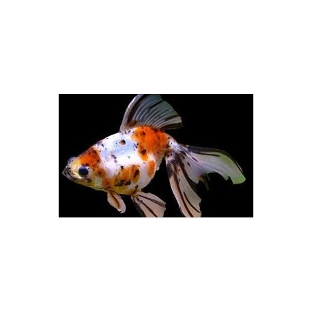 Carassius auratus lf oranda calico shorttail 5 - 6 cm