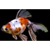 Carassius auratus lf oranda calico shorttail 5-6 cm