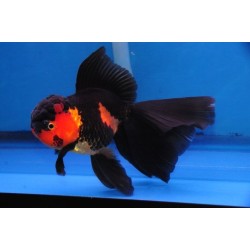 Carassius auratus lf oranda red black 4-5 cm