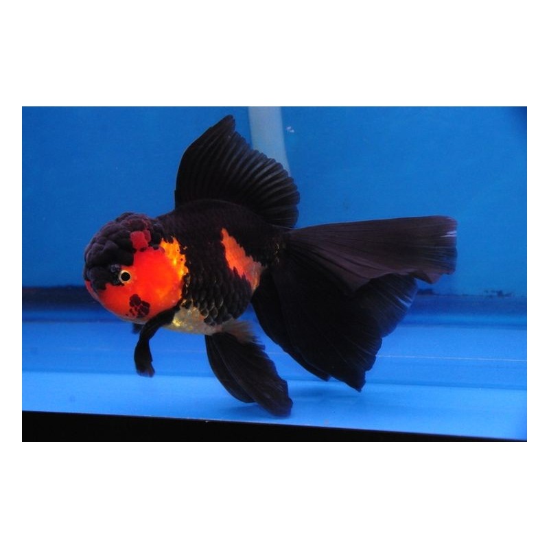 Carassius auratus lf oranda red black 4-5 cm
