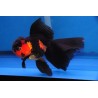 Carassius auratus lf oranda red black 4-5 cm