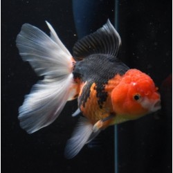Carassius auratus lf oranda red black 4-5 cm