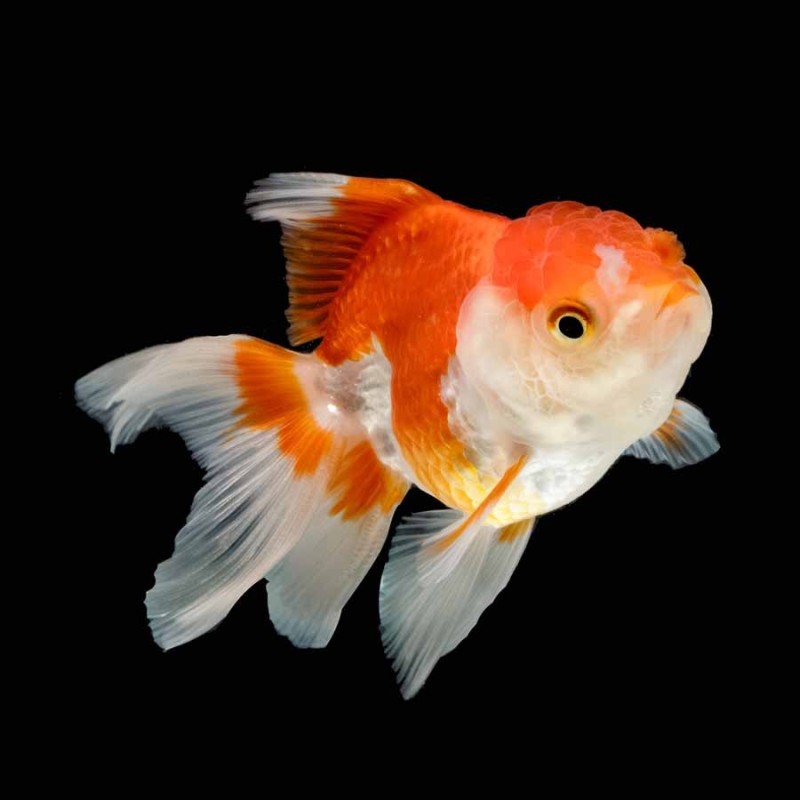 Carassius auratus lf oranda red white molly 8-9 cm