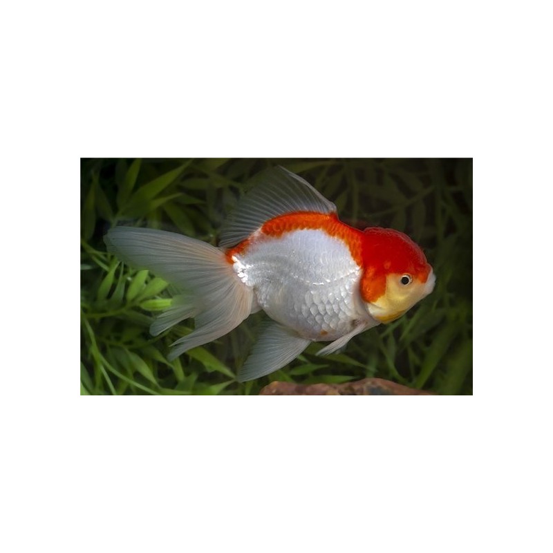 Carassius auratus lf oranda red white molly 8 - 9 cm