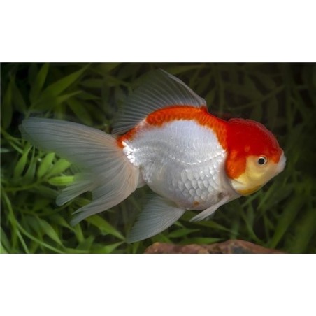 Carassius auratus lf oranda red white molly 8 - 9 cm
