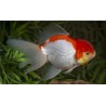 Carassius auratus lf oranda red white molly 8-9 cm