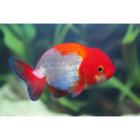 Carassius auratus lf red + white ranchu 5-6 cm