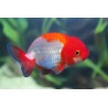 Carassius auratus lf red + white ranchu 5-6 cm