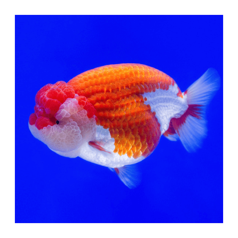 Carassius auratus lf red + white ranchu 5 - 6 cm