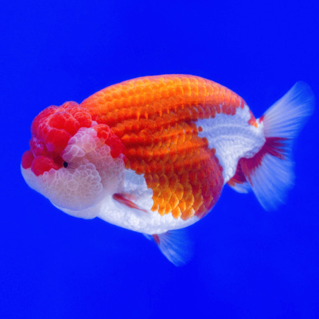Carassius auratus lf red + white ranchu 5 - 6 cm