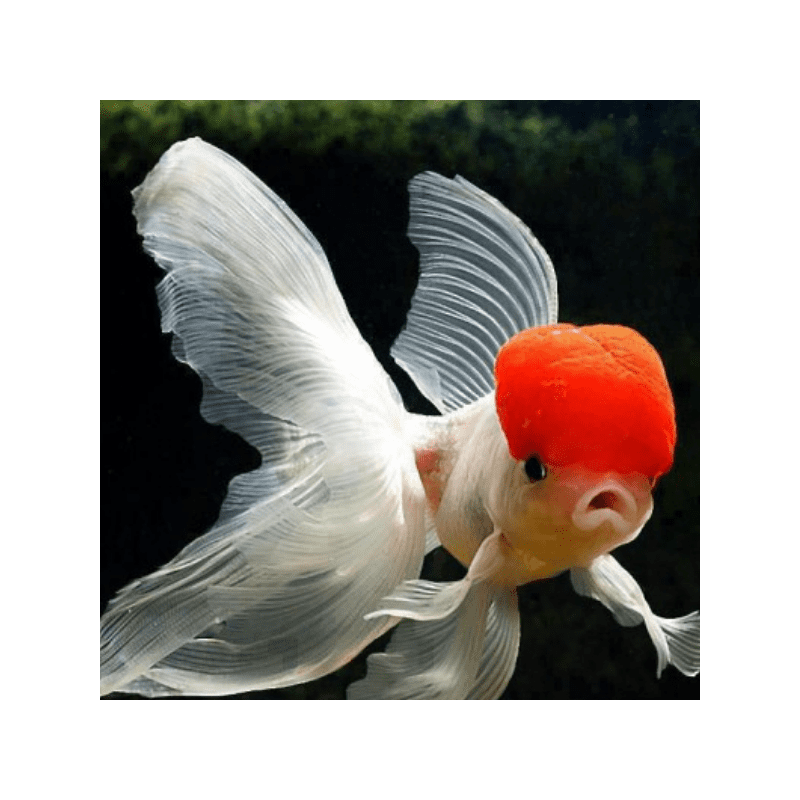 Carassius auratus lf red cap 5-6 cm