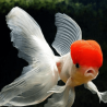 Carassius auratus lf red cap 5-6 cm
