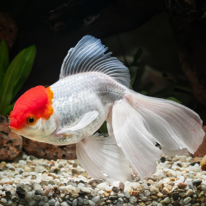 Carassius auratus lf red cap 5 - 6 cm