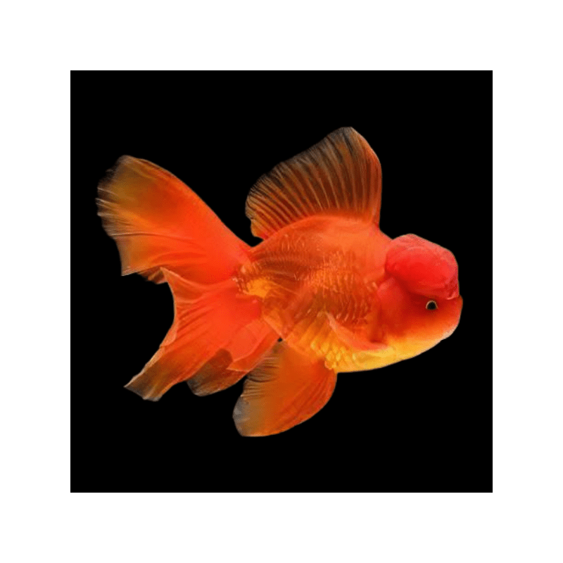 Carassius auratus lf red oranda 5-6 cm