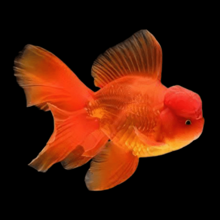 Carassius auratus lf red oranda 5-6 cm
