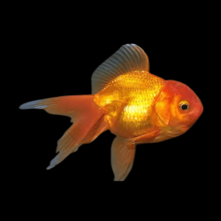 Carassius auratus lf red oranda 5-6 cm
