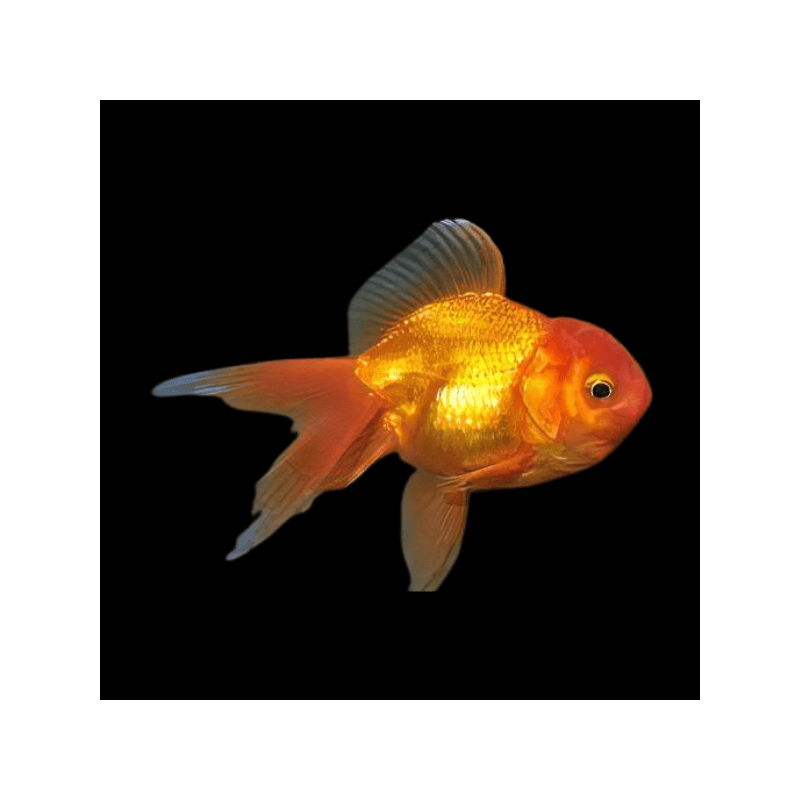 Carassius auratus lf red oranda 5 - 6 cm