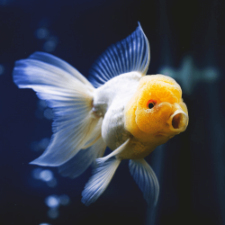 Carassius auratus lf yellow cap white oranda 5-7 cm