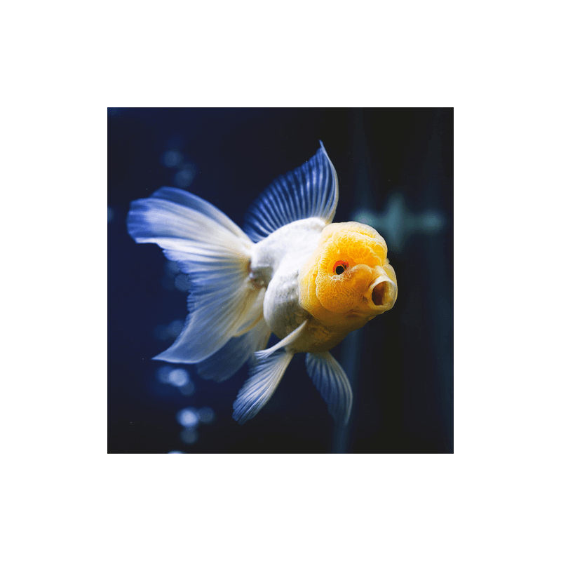 Carassius auratus lf yellow cap white oranda 5-7 cm