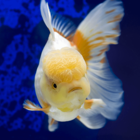 Carassius auratus lf yellow cap white oranda 5 - 7  cm