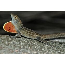 Anolis sagrei  L