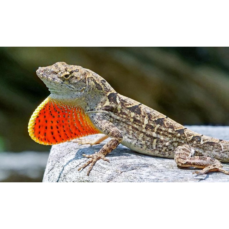 Anolis sagrei  L