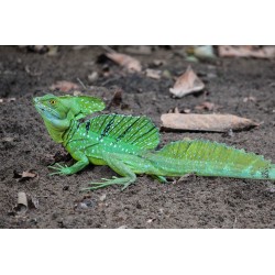 Basiliscus plumifrons S-M