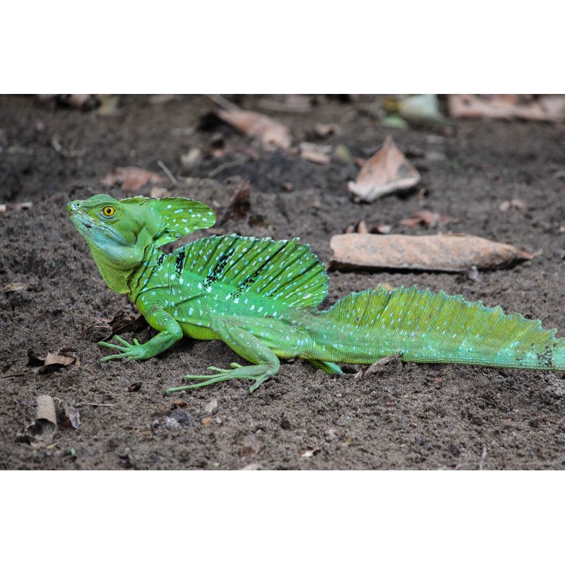 Basiliscus plumifrons S-M