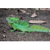 Basiliscus plumifrons S-M