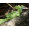Basiliscus plumifrons S-M