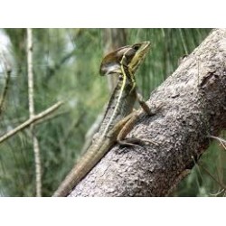 Basiliscus vittatus S-M