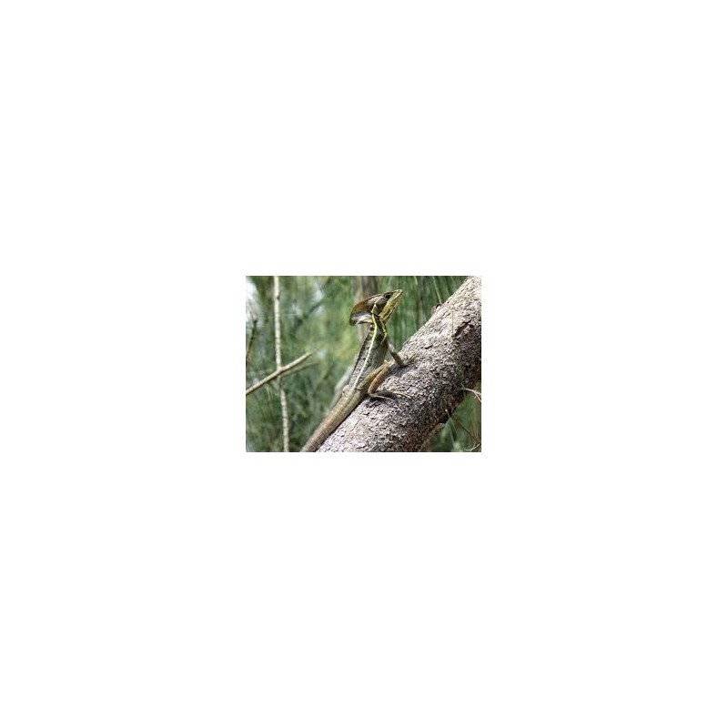 Basiliscus vittatus S-M
