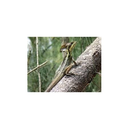 Basiliscus vittatus S-M