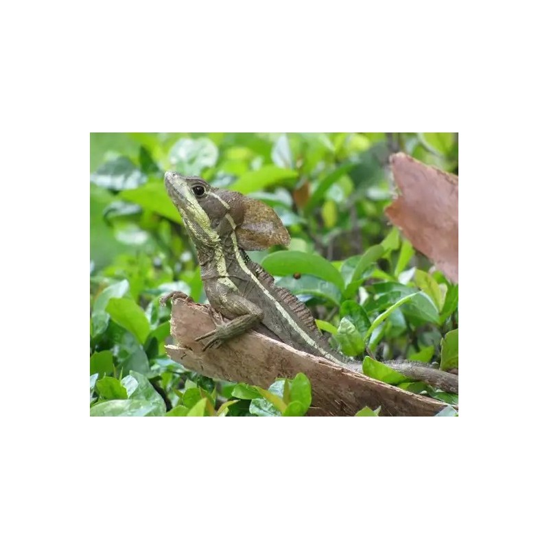 Basiliscus vittatus S-M