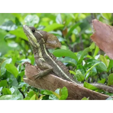 Basiliscus vittatus S-M