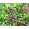Basiliscus vittatus S-M
