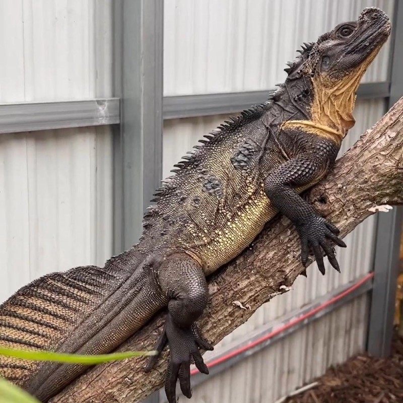 Hydrosaurus microlophus S-M