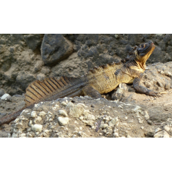 Hydrosaurus microlophus S-M