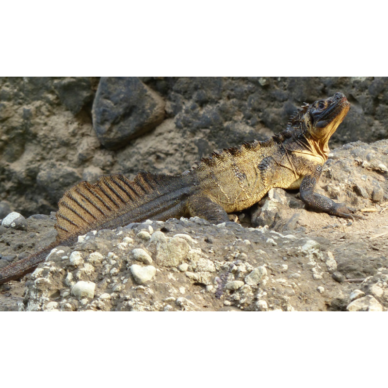 Hydrosaurus microlophus S-M