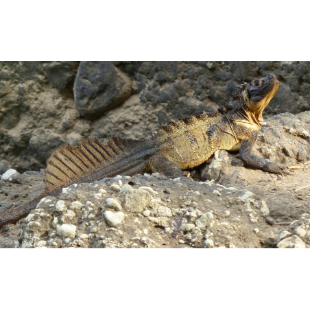 Hydrosaurus microlophus S-M