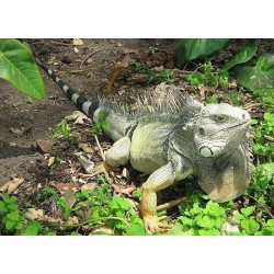 Iguana Iguana  35-50 cm
