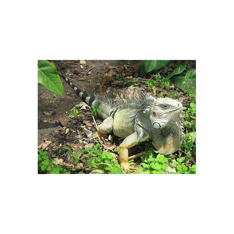 Iguana Iguana  35-50 cm
