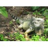 Iguana Iguana  35-50 cm