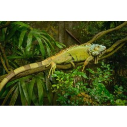 Iguana Iguana  35-50 cm