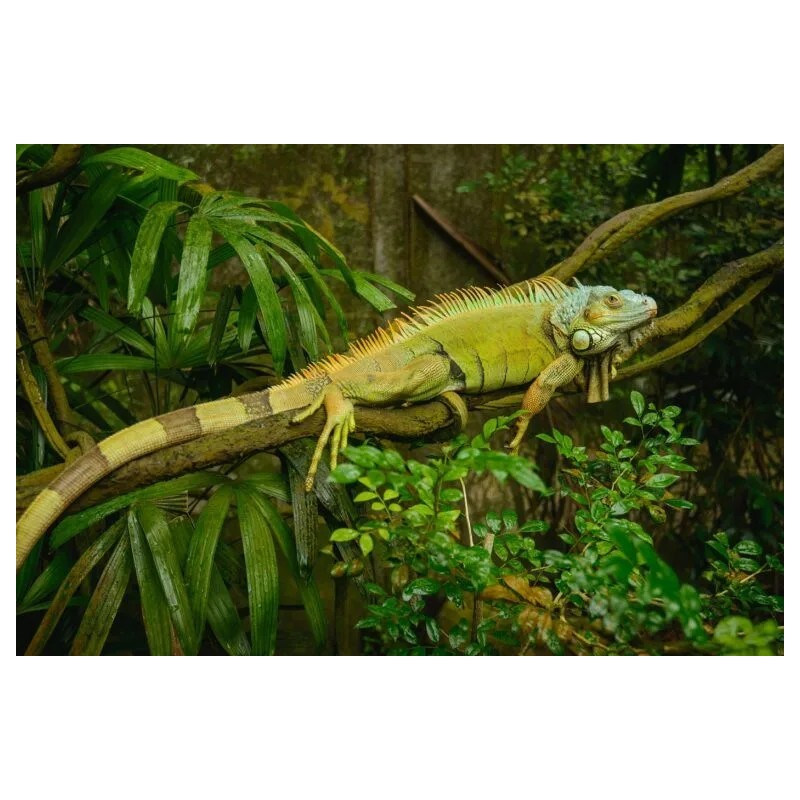 Iguana Iguana  35-50 cm