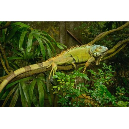 Iguana Iguana  35-50 cm